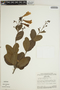 Jacaranda simplicifolia K. Schum., BRAZIL, W. R. Anderson 7215, F