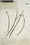 Jacaranda copaia subsp. spectabilis (Mart. ex A. DC.) A. H. Gentry, VENEZUELA, Ll. Williams 11537, F