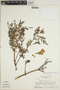 Jacaranda obtusifolia subsp. rhombifolia (G. Mey.) A. H. Gentry, SURINAME, H. S. Irwin 55336, F