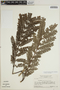Jacaranda obtusifolia subsp. rhombifolia (G. Mey.) A. H. Gentry, SURINAME, H. S. Irwin 55397, F
