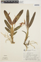 Aspasia lunata Lindl., BRAZIL, G. Hatschbach 23333, F
