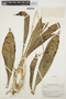 Catasetum Rich. ex Kunth, BRITISH GUIANA [Guyana], A. C. Smith 3963, F