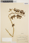 Catasetum socco W. Hoehne, BRAZIL, P. Dusén 11561, F