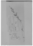 Field Museum photo negatives collection; Genève specimen of Cuphea laminuligera Koehne, MEXICO, H. G. Galeotti 2993, Type [status unknown], G