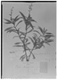 Field Museum photo negatives collection; Genève specimen of Cuphea tetrapetala Koehne, COLOMBIA, J. J. Triana, Type [status unknown], G
