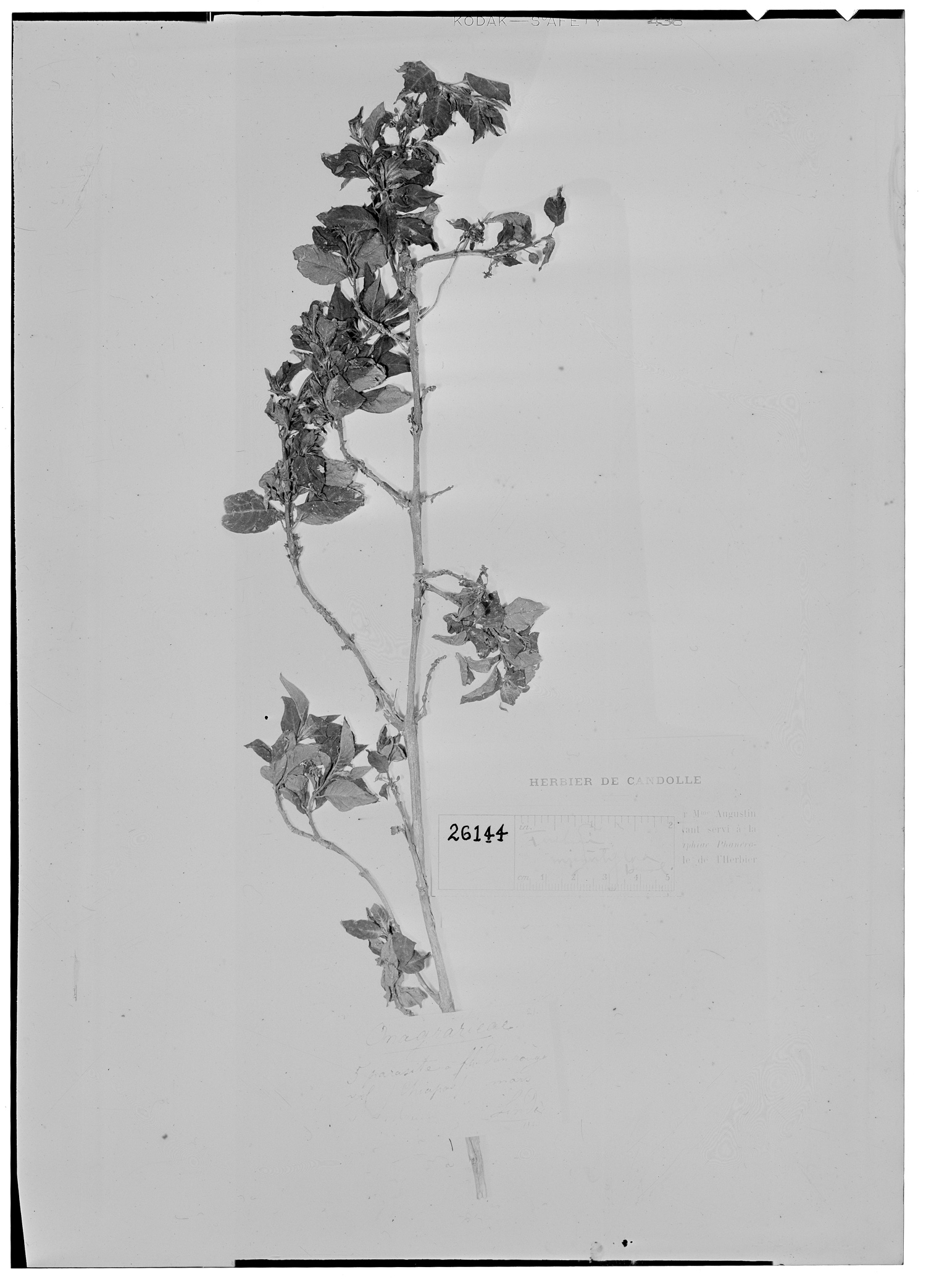 Fuchsia minutiflora image