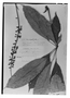 Field Museum photo negatives collection; Genève specimen of Sciadophyllum sprucei Seem., BRAZIL, R. Spruce 4550, Type [status unknown], G