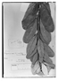 Field Museum photo negatives collection; Genève specimen of Didymopanax lucumoides Decne. & Planch., BRAZIL, P. C. D. Clausen 188, Type [status unknown], G