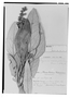 Field Museum photo negatives collection; Genève specimen of Oreopanax macrocephalum Decne. & Planch., BOLIVIA, G. Mandon 571, Type [status unknown], G