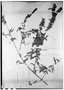 Field Museum photo negatives collection; Genève specimen of Lamourouxia lanceolata Benth., MEXICO, J. J. Linden 198, Type [status unknown], G