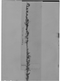 Field Museum photo negatives collection; Genève specimen of Calceolaria alternifolia Cav., PERU, L. Née s.n., Isolectotype, G