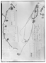 Field Museum photo negatives collection; Genève specimen of Hypocyrta carnosa Gardner, BRAZIL, G. Gardner 73, Type [status unknown], G