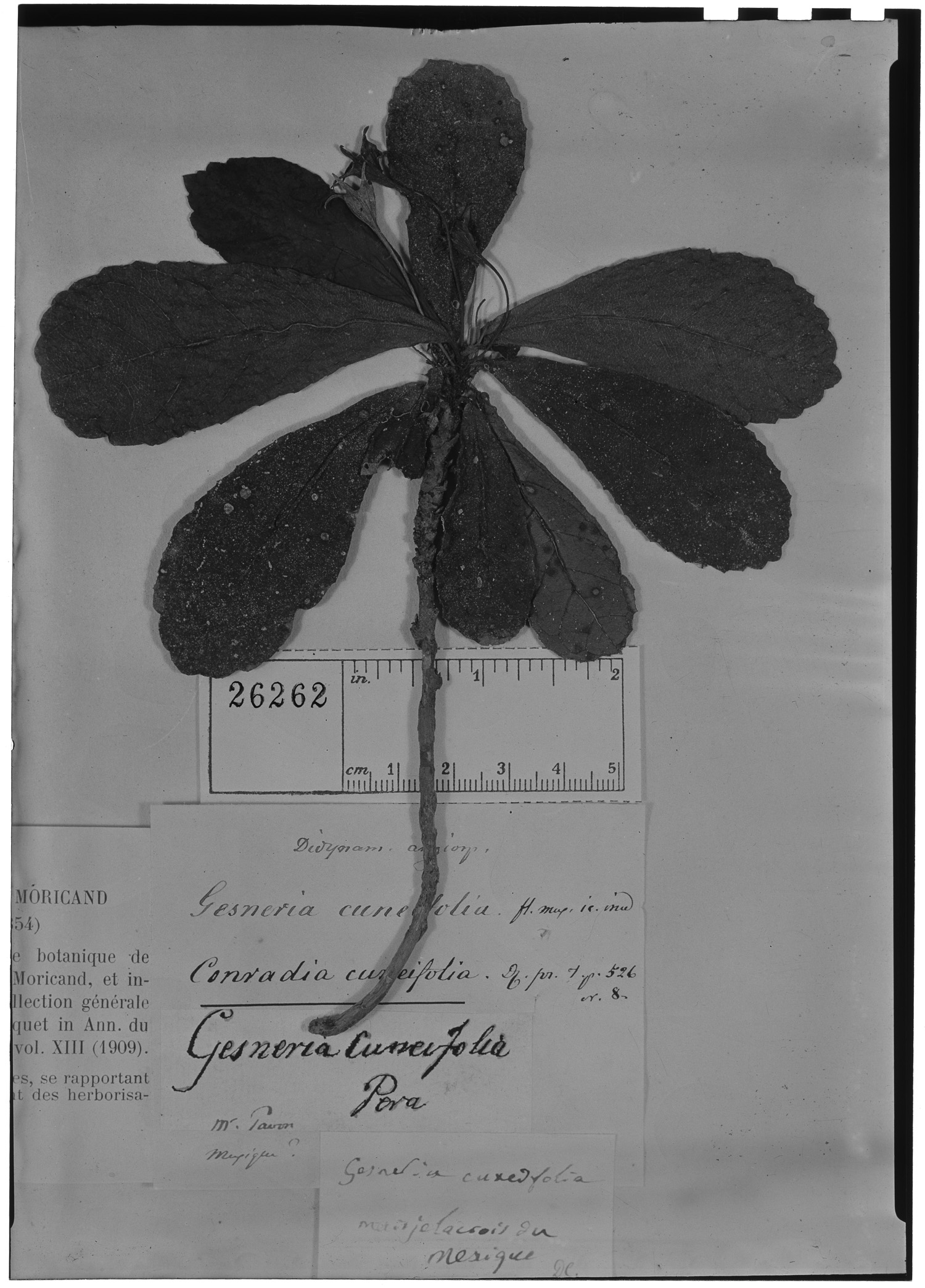Gesneria cuneifolia image