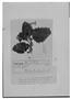 Field Museum photo negatives collection; Genève specimen of Diastema incisa Benth., ECUADOR, K. T. Hartweg 1265, Type [status unknown], G