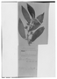 Field Museum photo negatives collection; Genève specimen of Columnea schiedeana Schltdl., MEXICO, C. J. W. Schiede, Type [status unknown], G