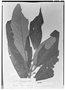 Field Museum photo negatives collection; Genève specimen of Besleria uleana Fritsch, BRAZIL, E. H. G. Ule 5927, Type [status unknown], G
