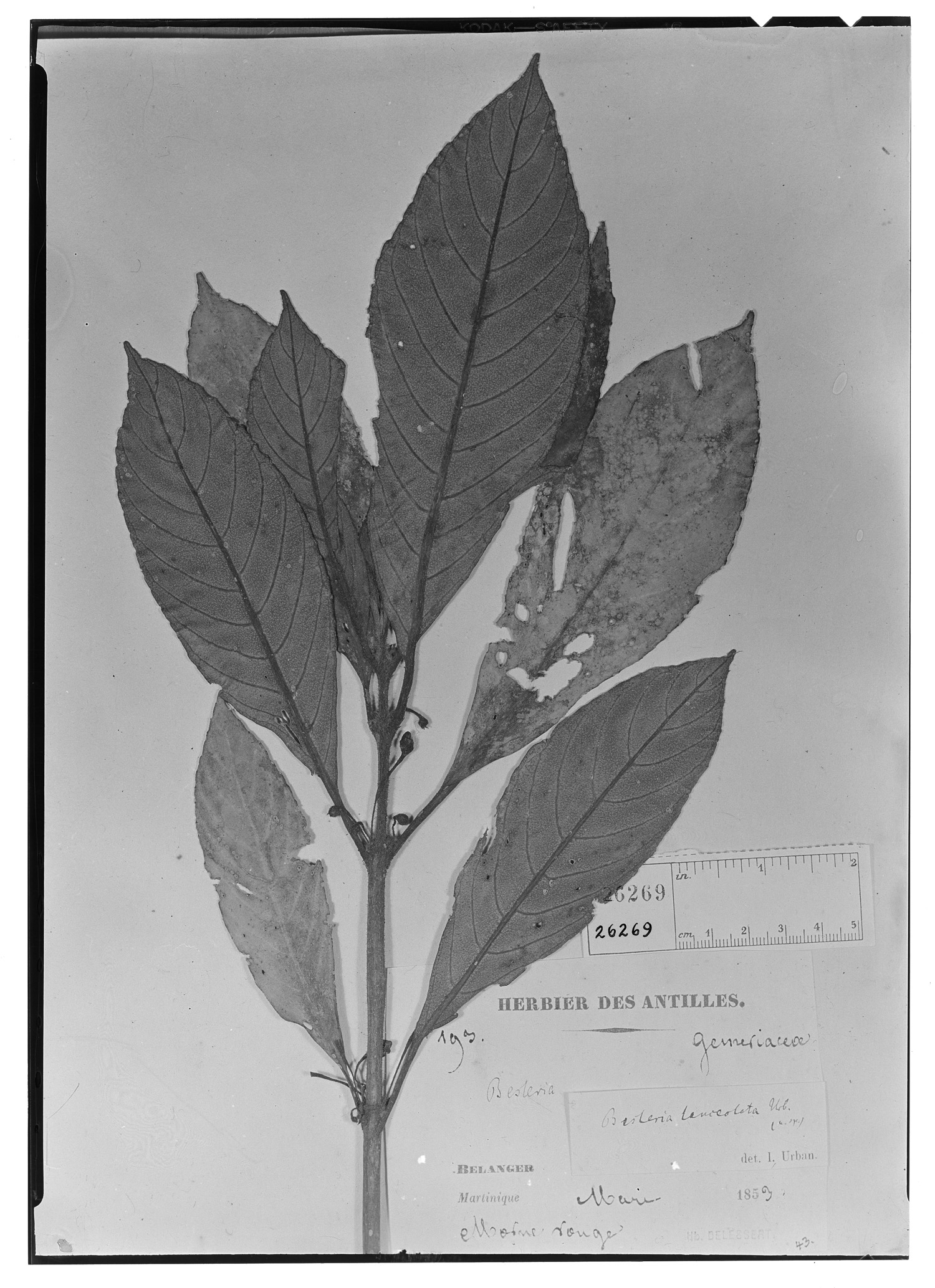 Besleria lanceolata image