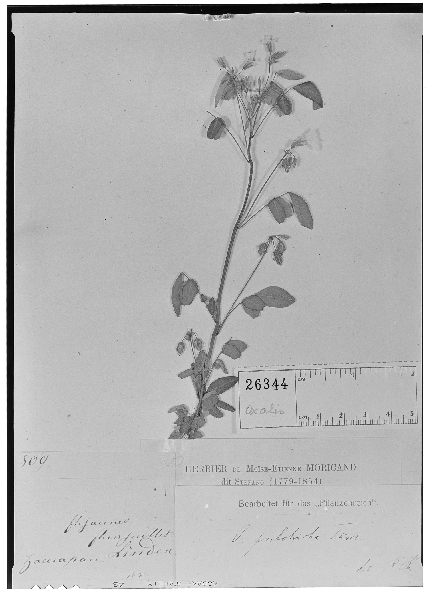 Oxalis frutescens subsp. angustifolia image