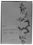 Field Museum photo negatives collection; Genève specimen of Viviania albiflorus (Cambess.) Reiche, BRAZIL, A. Saint-Hilaire, Type [status unknown], G