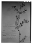 Field Museum photo negatives collection; Genève specimen of Viviania klotzschii R. Knuth, BRAZIL, F. Sellow, Type [status unknown], G
