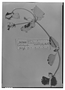 Field Museum photo negatives collection; Genève specimen of Viviania macrophylla (Phil.) Reiche, CHILE, R. A. Philippi, Type [status unknown], G