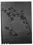 Field Museum photo negatives collection; Genève specimen of Geranium albicans A. St.-Hil., BRAZIL, A. Saint-Hilaire, Type [status unknown], G
