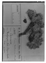 Field Museum photo negatives collection; Genève specimen of Geranium dielsianum R. Knuth, PERU, A. Weberbauer 3959, Type [status unknown], G
