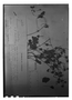 Field Museum photo negatives collection; Genève specimen of Geranium multiceps Turcz., VENEZUELA, N. Funck 861, Type [status unknown], G