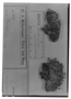 Field Museum photo negatives collection; Genève specimen of Geranium muscoideum R. Knuth, PERU, A. Weberbauer 2619, Type [status unknown], G
