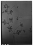 Field Museum photo negatives collection; Genève specimen of Geranium potentillaefolium DC., PERU, H. Ruíz L., Type [status unknown], G