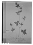 Field Museum photo negatives collection; Genève specimen of Geranium seemannii var. macranthum Briq., MEXICO, H. G. Galeotti 4024, Type [status unknown], G