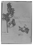 Field Museum photo negatives collection; Genève specimen of Geranium stramineum Triana & Planch., PERU, J. Goudot, Type [status unknown], G