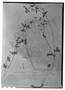 Field Museum photo negatives collection; Genève specimen of Geranium subnudicaule Turcz., VENEZUELA, N. Funck 1127, Type [status unknown], G