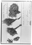 Field Museum photo negatives collection; Genève specimen of Geranium weddellii Briq., BOLIVIA, G. Mandon 785, Type [status unknown], G