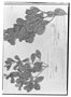 Field Museum photo negatives collection; Genève specimen of Humiria montana A. Juss., BRAZIL, A. Saint-Hilaire, Possible type, G