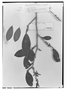 Field Museum photo negatives collection; Genève specimen of Erythroxylum mucronatum Benth., Guyana, R. H. Schomburgk 766, Isotype, G