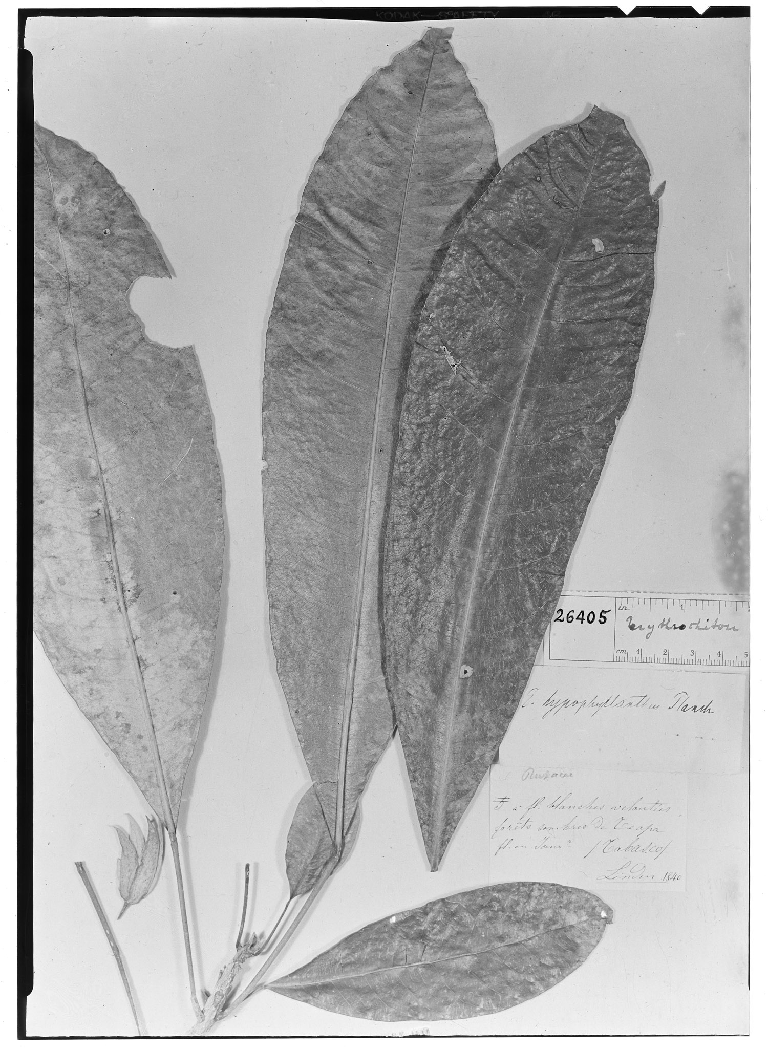 Erythrochiton hypophyllanthus image
