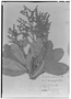 Field Museum photo negatives collection; Genève specimen of Esenbeckia pumila var. leucophyllum Engl., BRAZIL, J. S. Blanchet 2780, Type [status unknown], G