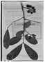 Field Museum photo negatives collection; Genève specimen of Guarea macrophylla subsp. spicaeflora (A. Juss.) T. D. Penn., PARAGUAY, É. Hassler 2150, G