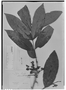 Field Museum photo negatives collection; Genève specimen of Trichilia guianensis Klotzsch ex C. DC., BRITISH GUIANA [Guyana], Schomburgk 794, Lectotype, G-DC