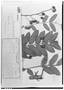 Field Museum photo negatives collection; Genève specimen of Trichilia longifolia C. DC., BOLIVIA, T. C. J. Herzog 1996, Lectotype, G