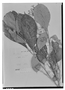 Field Museum photo negatives collection; Genève specimen of Trichilia schomburgkii C. DC., BRITISH GUIANA [Guyana], Schomburgk 752, Isolectotype, G