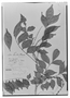 Field Museum photo negatives collection; Genève specimen of Picramnia andicola Tul., MEXICO, H. G. Galeotti 3502, Type [status unknown], G