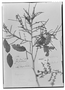 Field Museum photo negatives collection; Genève specimen of Rigiostachys bracteata Planch., MEXICO, H. G. Galeotti 7144, Type [status unknown], G
