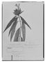Field Museum photo negatives collection; Genève specimen of Beloperone plumbaginifolia var. angustifolia Nees, BRAZIL, G. Raddi, Type [status unknown], G