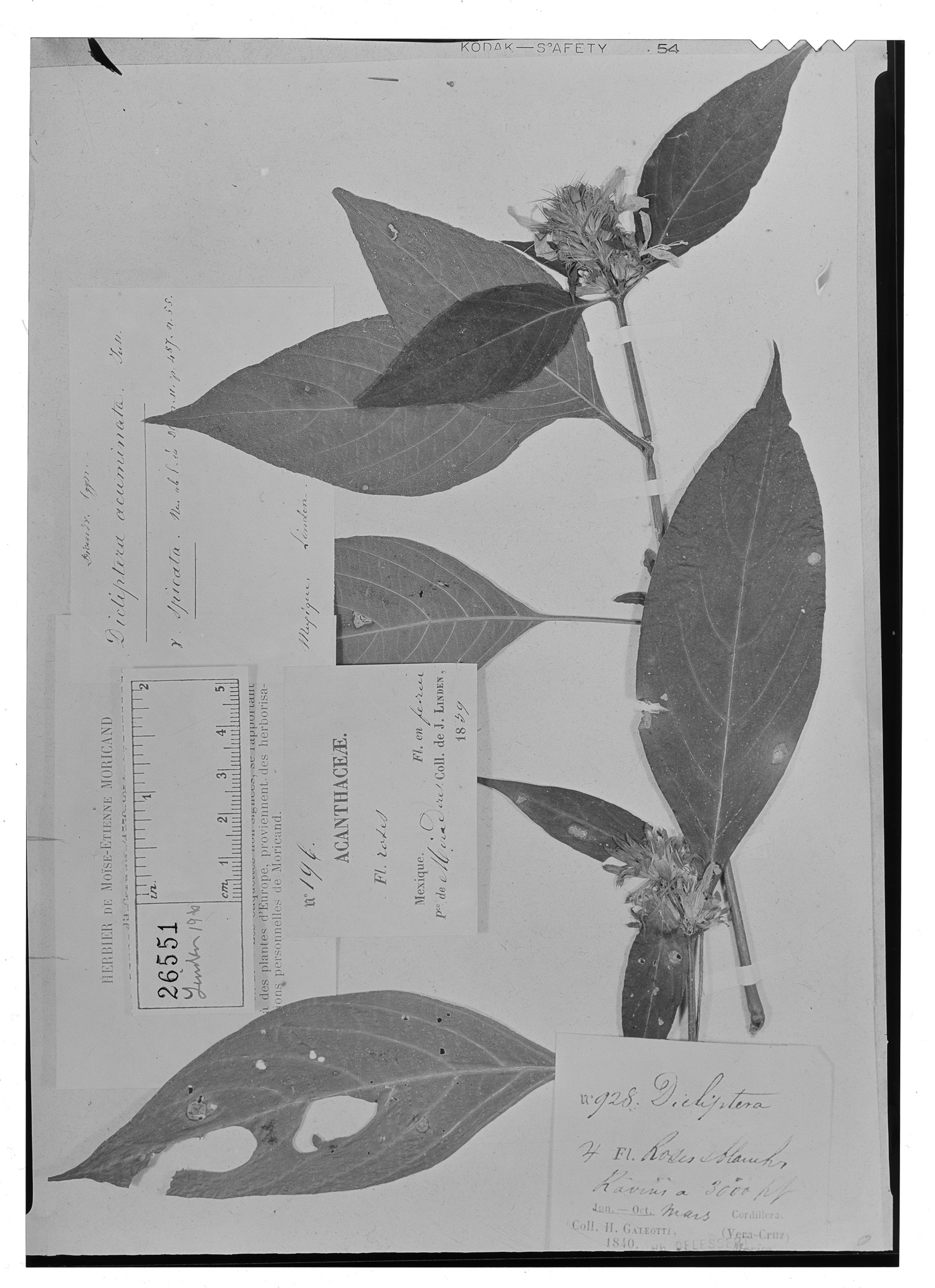 Dicliptera acuminata var. spicata image