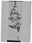 Field Museum photo negatives collection; Genève specimen of Hygrophila costata var. angustifolia Nees, BRAZIL, J. S. Blanchet 1130, Type [status unknown], G