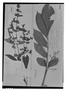 Field Museum photo negatives collection; Genève specimen of Hygrophila costata var. angustifolia Nees, BRAZIL, J. S. Blanchet 1130, Type [status unknown], G