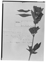 Field Museum photo negatives collection; Genève specimen of Hygrophila longifolia var. stricta Nees, BRAZIL, G. Gardner 589, Type [status unknown], G