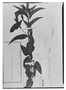 Field Museum photo negatives collection; Genève specimen of Jacobinia colorata (Nees) Lindau, PERU, K. T. Hartweg 827, Type [status unknown], G